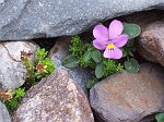 Alla ricerca della mitica Viola di Comolli al rifugio e lago di Coca il 21 agosto 08  - FOTOGALLERY